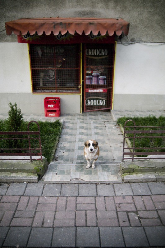 Carolin Weinkopf, Skopje, Dog