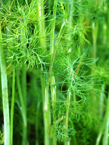 Dill Forest