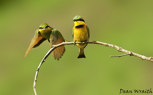 More Little bee-eaters