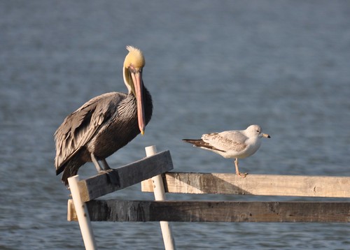 bown pelican and herring gull