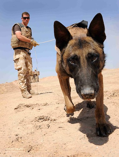 Army Dog Handler and Dog at Work in Camp Bastion, Afghanistan