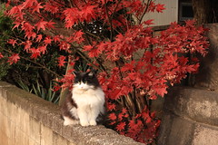 谷中 猫と紅葉