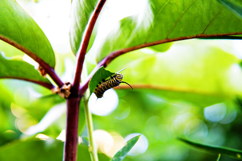 caterpillar1