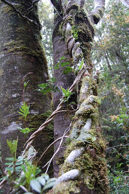 Lianas leñosas del Voqui de Canasta (<i>Campsidium valdivianum</i>) mostrando su hábito trepador, Cordillera de la Costa de Valdivia, Región de los Ríos.