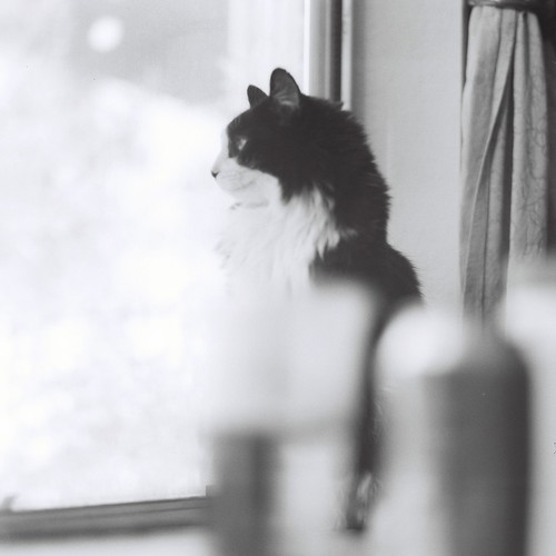 フリー写真素材|動物|哺乳類|ネコ科|猫・ネコ|窓辺|モノクロ写真|
