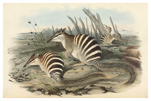 002-El numbat-The mammals of Australia 1863-John Gould- National Library of Australia Digital Collections