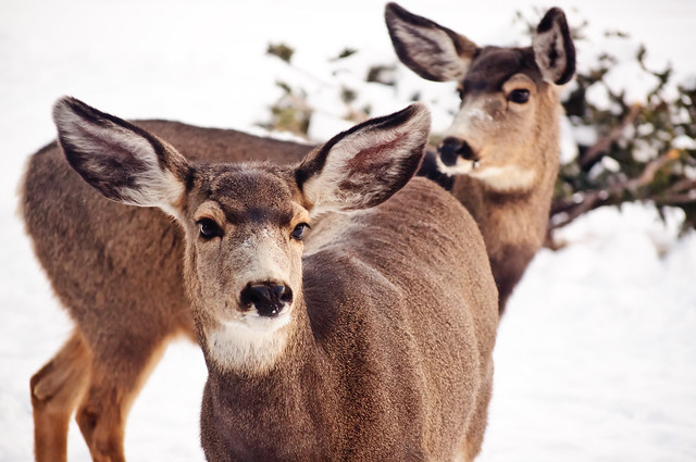 Two doe standing in the front yard, one is looking close to the camera and the other is looking off to the left