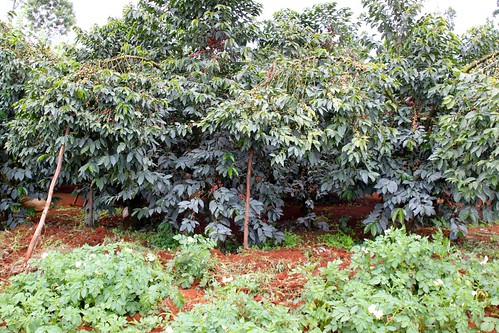 Healthy coffee trees