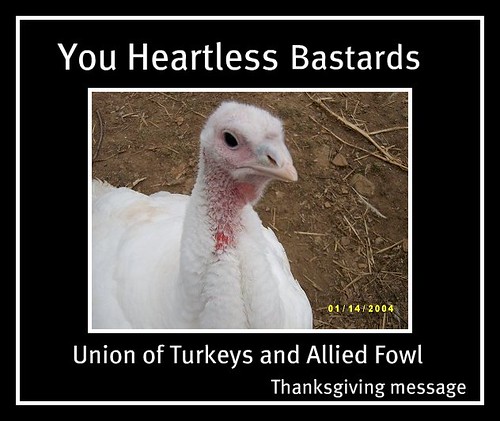 TurkeyWendyHeadFullGrown