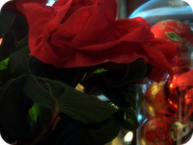 rose poinsettia 2