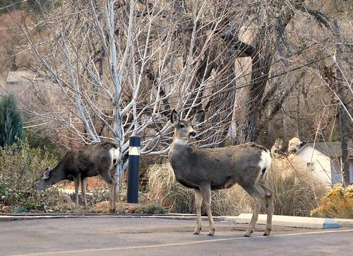 Colorado Springs - Deer