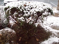 Snow on shrubs - 12-4-10