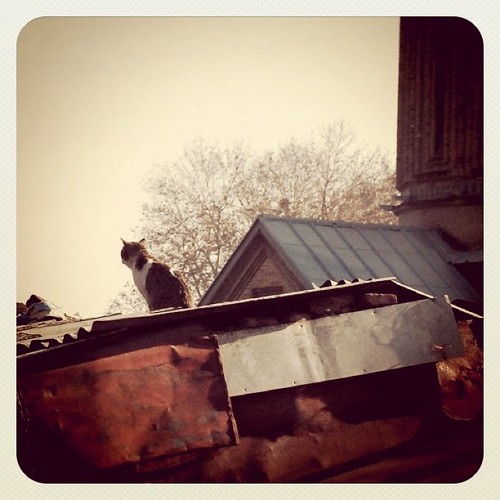 Tbilisi roof cat ;)
