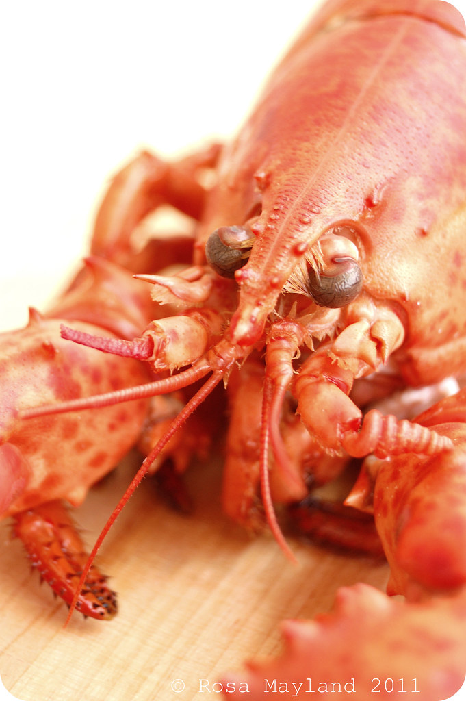 Lobster 5.1 bis