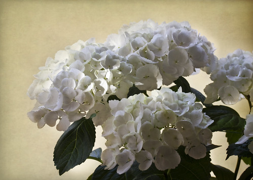 フリー写真素材|花・植物|アジサイ科|紫陽花・アジサイ|白色の花|