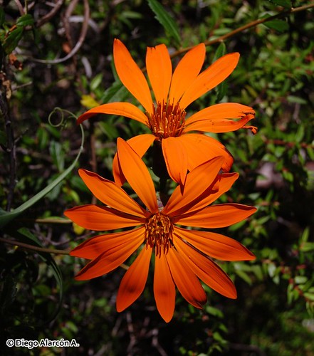 Detalle de flores de <i>Mutisia decurrens</i> donde se aprecian sus capìtulos florales. Cordillera de Nahuelbuta, Región del Biobío.
