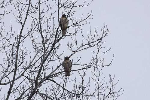 Two Red-tailed Hawks