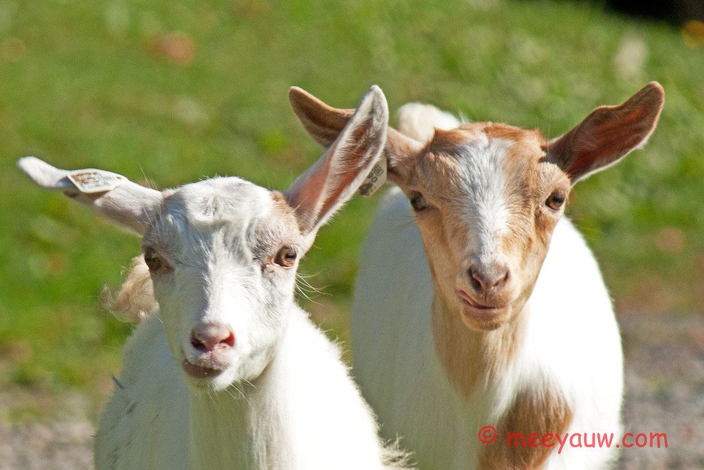 Barton Village Goats04.jpg
