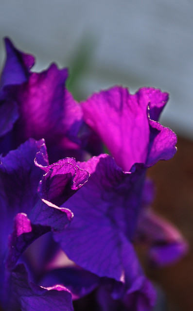 Iris germanica (4)