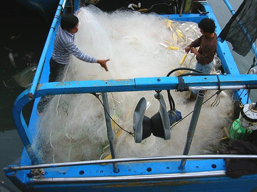 沿近海漁民為了生存，發展出網目更細、更多層的網具，使大小魚兒都走投無路，以提高漁獲量。圖為漁民正在整理「三層網」準備出航。（攝影／陳雅芬）