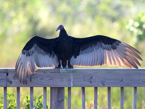 Turkey Vulture 20101129