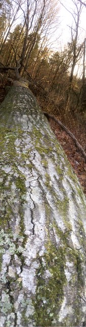 fallen tree in Kentucky