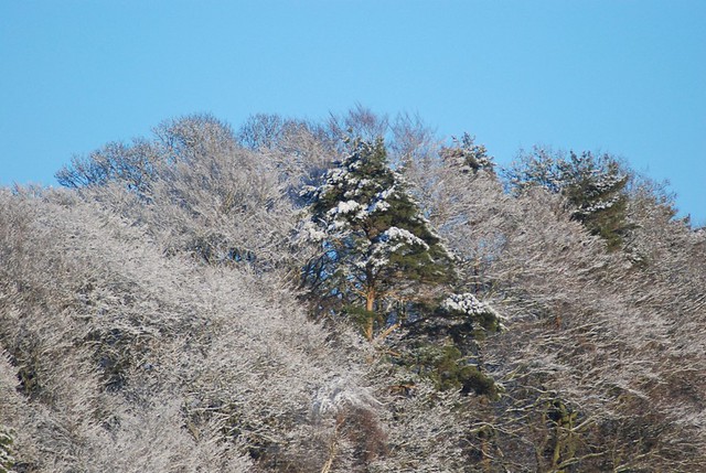 snow trees 1