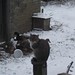 Kot obserwuje kaczki