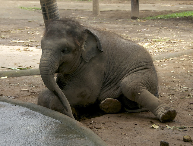 Elephant 06