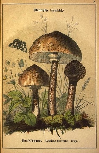 014-Allgemein verbreitete eßbare und schädliche Pilze 1876- Wilhelm von Ahles 
