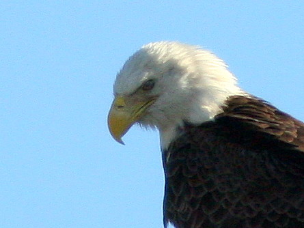 Bald Eagle head 20101221