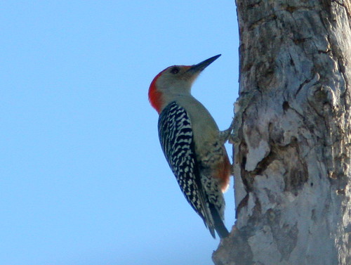 Red-bellied Woodpecker 20101221