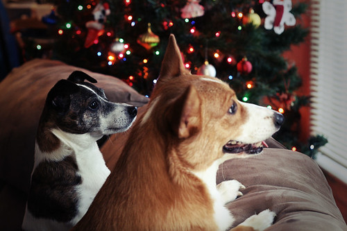 Christmas dogs + a little bit of bokeh