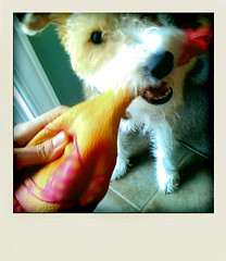 12:00 noon - playing around with the rubber chicken 