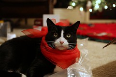 The cat, wearing a scarf, on a plastic bag
