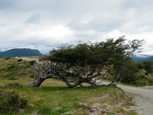 Sleeping Tree - Tierra del Fuego, Argentina