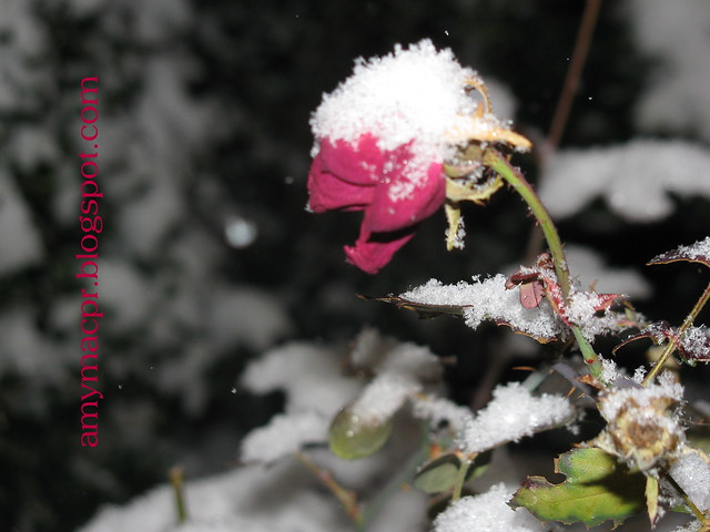 roses and snow 2