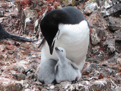 Chinstrap Penguin with Chicks by jdf_927