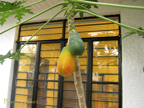 Papaya Tree-First Harvest
