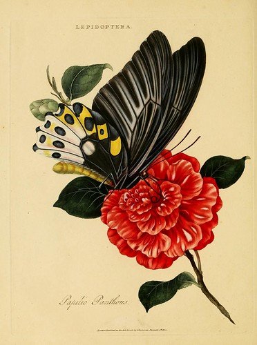 015-Papilio Panthous- An epitome of the natural history of the insects of India…1800- Edward Donovan