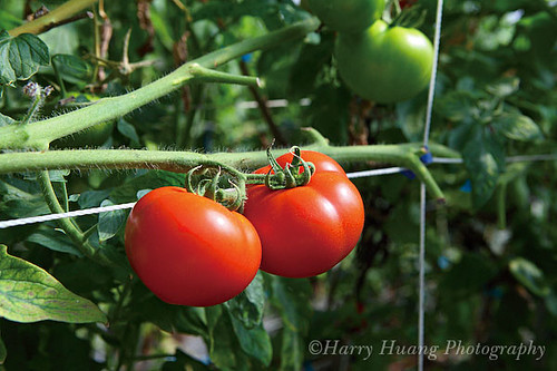 3_MG_3017-Tomato, Fruit, Vegetable, Food, Plant, Garden, Farm, Taiwan 番茄-西紅柿-水果-果實-食物-菜園-農業-農作物-農場