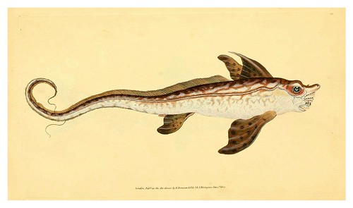 020-The natural history of British fishes 1802-Edward Donovan