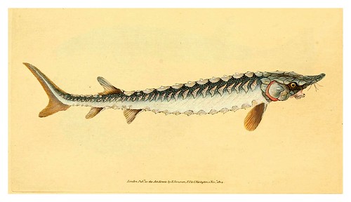 010-The natural history of British fishes 1802-Edward Donovan