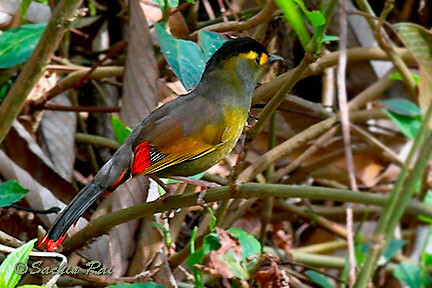 Indijā atklāts krāsains putns (Liocichla bugunorum)