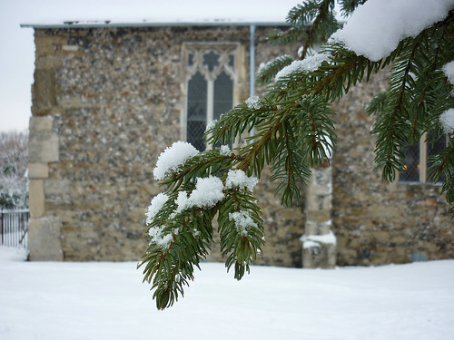 Snow/pine