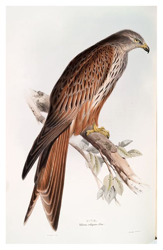 011-Milano real- The birds of Europe Tomo I-1837- John Gould