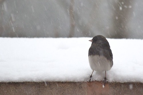 Birds in the 12/26 Northeast snowstorm