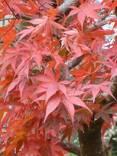 Kyoto Eikan-ji Nanzen-ji 2010.11.28_039