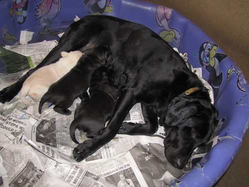 AlbertinexParson_letter F Mom lying in baby pool with pups nursing