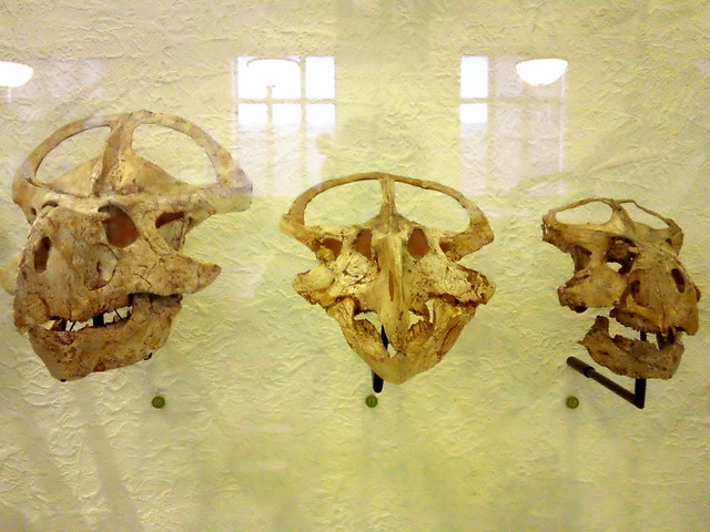 Triceratops Fossil Skulls - Dragon Skulls - American Museum of Natural History